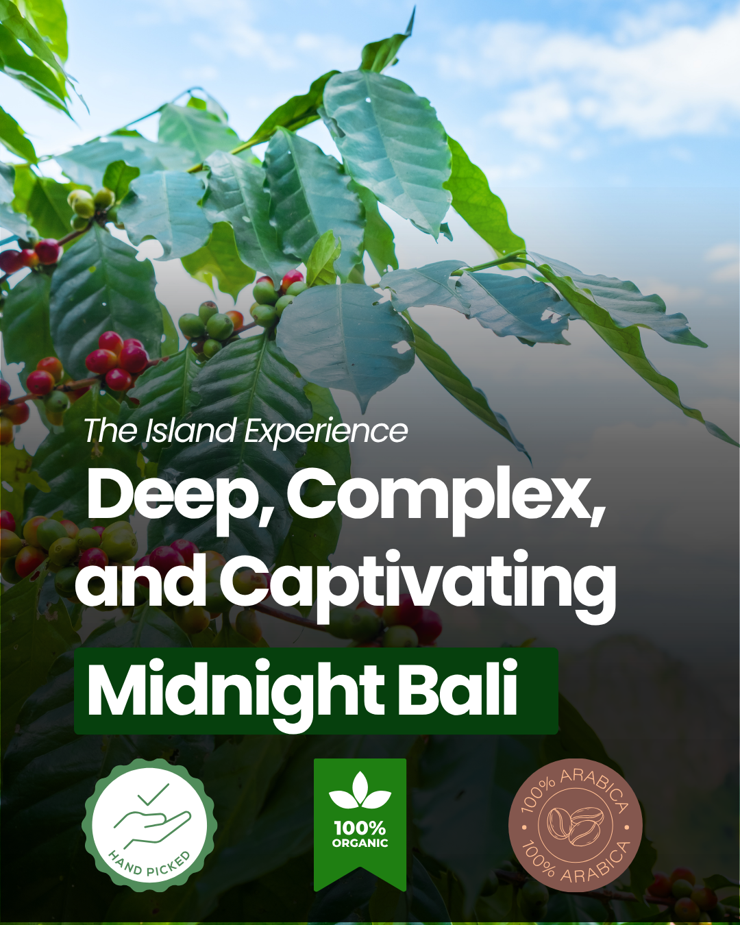 Breveuno® Midnight Bali-Single Origin